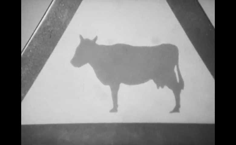 La nostra vita sulle strade - Animali