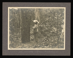 Raccolta del cautchouc Par&agrave; (Foreste delle Amazzoni)