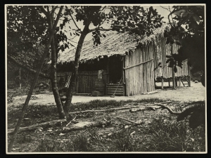 Piantagioni - Brasile