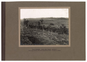 "West Division - Piana del Tiram - Blocco 3 Ove si sono supplite 2000 piante mangiate dai cervi - in fondo la jungla"